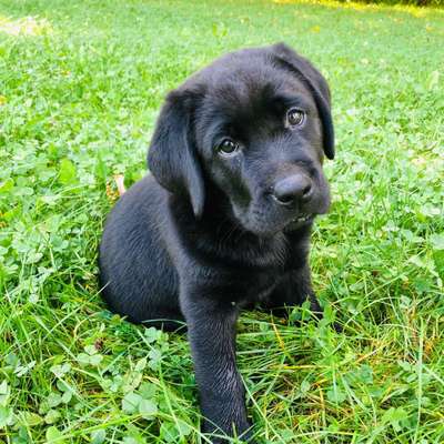 Hundetreffen-Welpenrunde