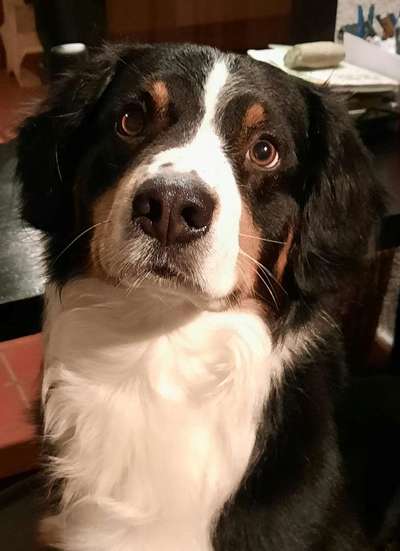Entlebucher Sennenhund-Beitrag-Bild
