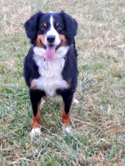 Entlebucher Sennenhund-Beitrag-Bild