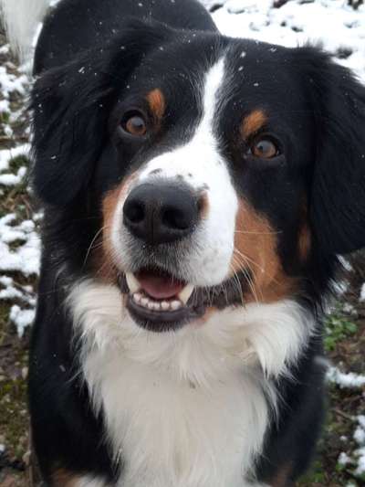 Entlebucher Sennenhund-Beitrag-Bild