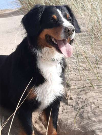 Entlebucher Sennenhund-Beitrag-Bild