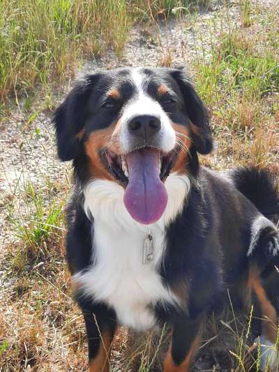 Entlebucher Sennenhund-Beitrag-Bild