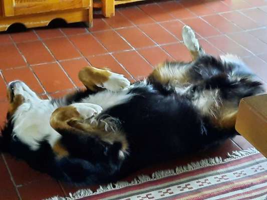 Entlebucher Sennenhund-Beitrag-Bild