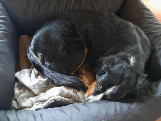 Entlebucher Sennenhund-Beitrag-Bild