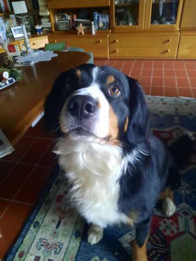 Entlebucher Sennenhund-Beitrag-Bild