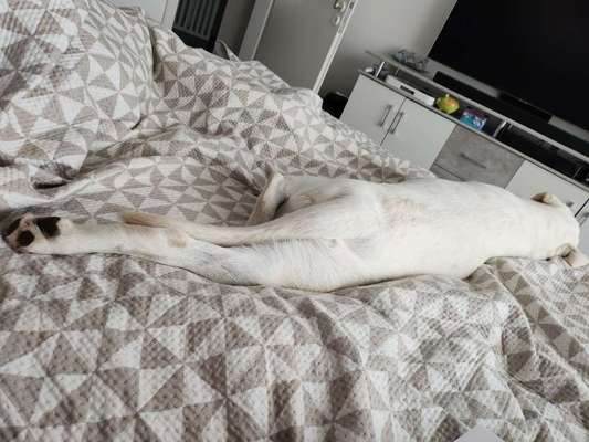 Darf der Hund bei Euch im Bett schlafen?-Beitrag-Bild