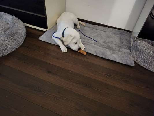 Mein Welpe ist eine Arschgeige 😄♥️-Beitrag-Bild