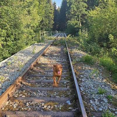 Hundetreffen-Aktives Rennen, gerne mit etwas Training-Bild