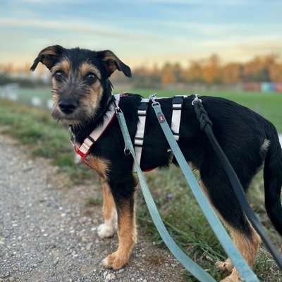 Hundetreffen-Kleine Hunde 🐶-Bild