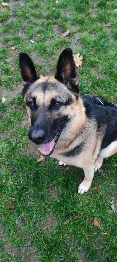 Auslandstierschutz-Beitrag-Bild