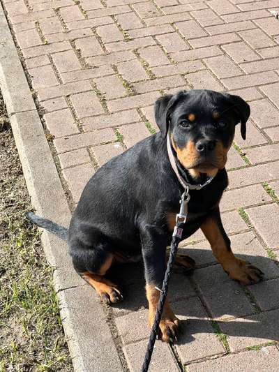 Hundetreffen-Wer hat Lust auf eine gemeinsame Spiele-Gassirunde mit Welpen-Bild