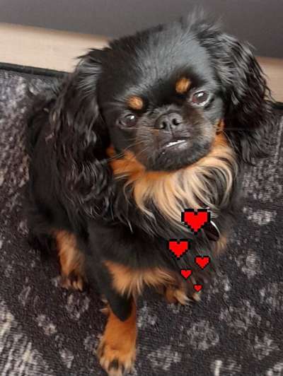 Postet das beste Foto von euren 4 beinern-Beitrag-Bild