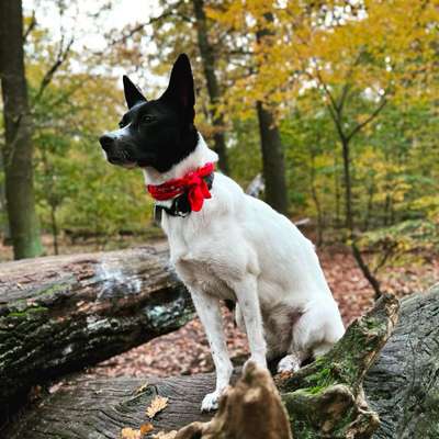 Hundetreffen-spazieren und wandern-Bild