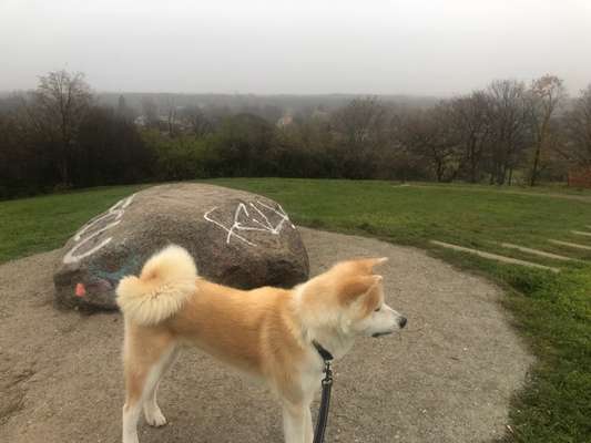 Akita Inu/American Akita (Mix) halter.-Beitrag-Bild