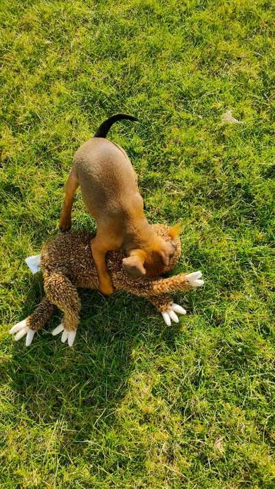Hundetreffen-Welpentreff in Königstädten:Gassirunde, Spielrunde-Bild