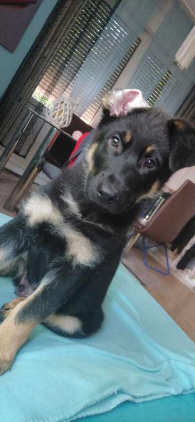 Hundetreffen-Welpen treffen-Bild