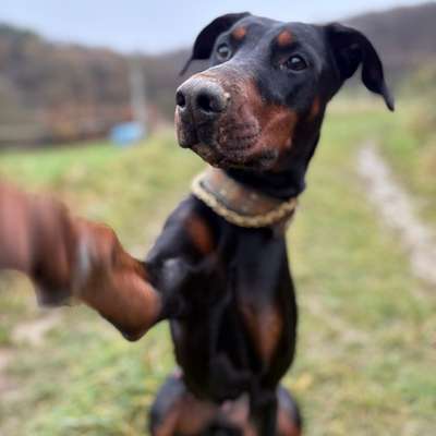 Hundetreffen-Sozialkontakte-Bild
