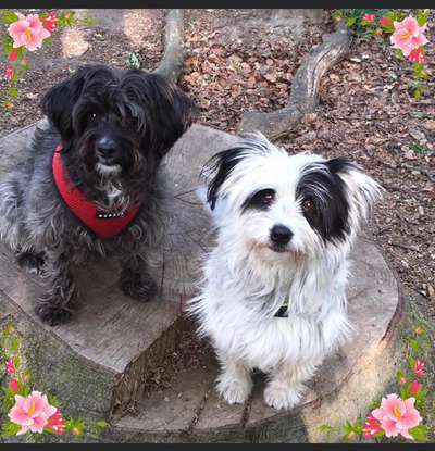 Auslandstierschutz-Beitrag-Bild