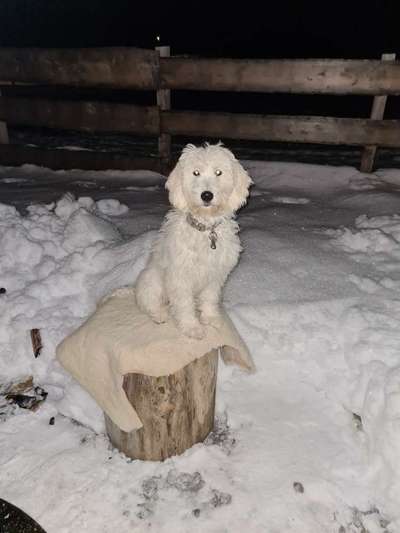 Hundetreffen-Goldendoodle Dame 6 Monate Sucht Freunde zum Spielen 🥰-Bild
