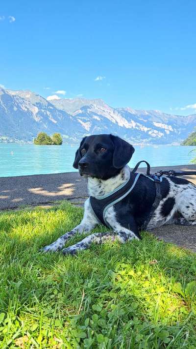 Hundetreffen-Spatzieren mit kleinen trainingssession-Bild