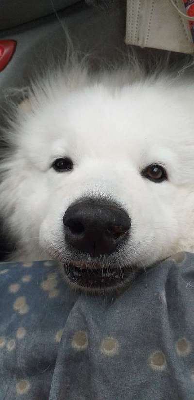 Dogorama Photo Challenge- Aufmerksamkeit bitte!-Beitrag-Bild