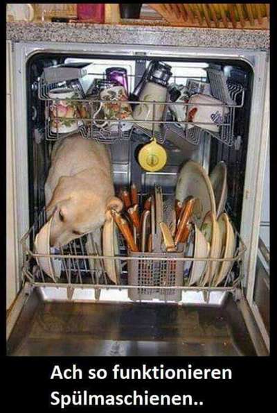 Hunde Memes-Beitrag-Bild