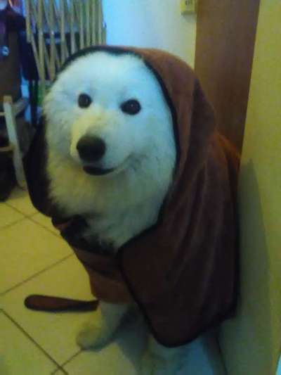 Samojede-Beitrag-Bild