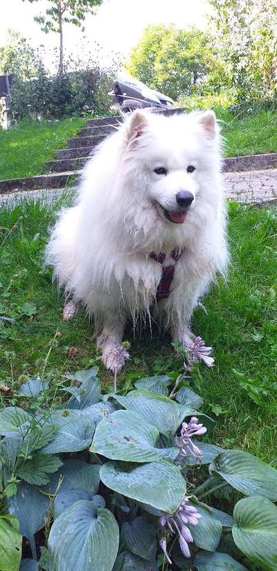 Samojede-Beitrag-Bild