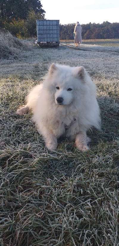 Samojede-Beitrag-Bild