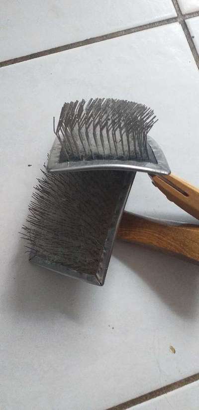 Samojede-Beitrag-Bild