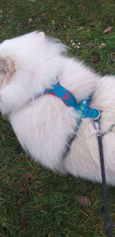 67. Handy Foto Challenge: Rotes Herz-Beitrag-Bild