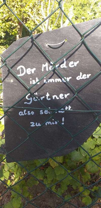 Hunde Memes-Beitrag-Bild