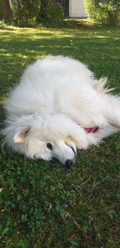 Hunde Porträt (Portrait) Galerie....-Beitrag-Bild