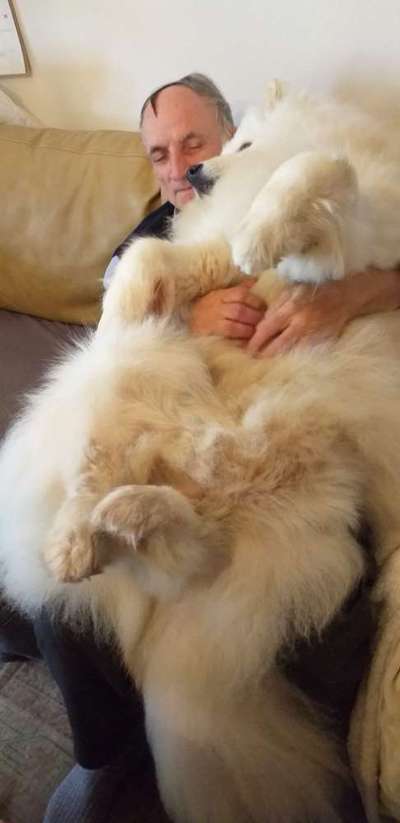 85. Foto Challenge : Schosshund-Beitrag-Bild