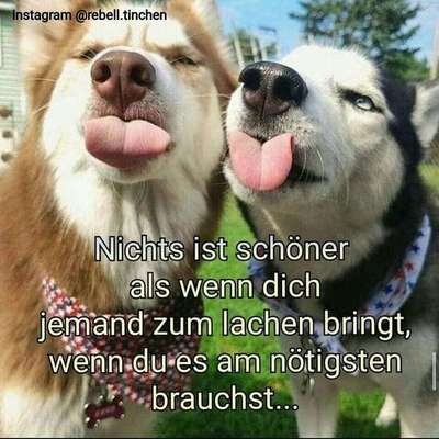 Hunde Memes-Beitrag-Bild