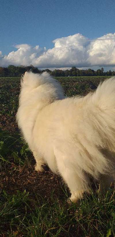 156. Fotochallenge *** DEIN HUND UND DIE WUNDERSCHÖNEN WOLKEN ***-Beitrag-Bild