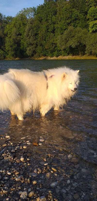 52. Collagenchallenge: Dein Hund im Sonnenschein-Beitrag-Bild