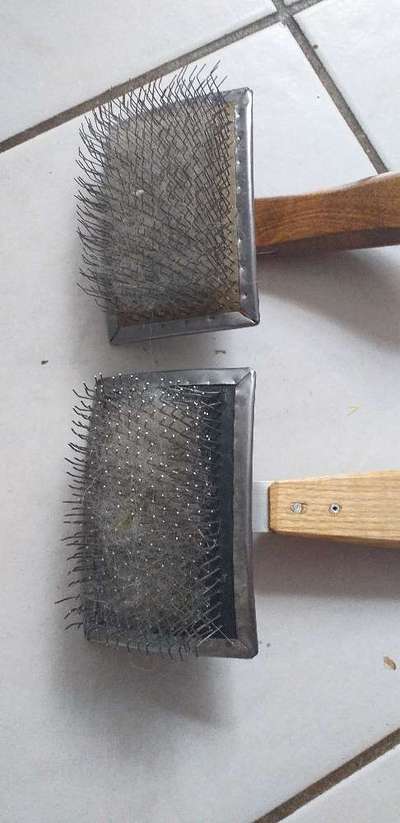 Samojede-Beitrag-Bild