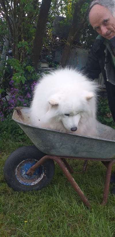 Samojede-Beitrag-Bild