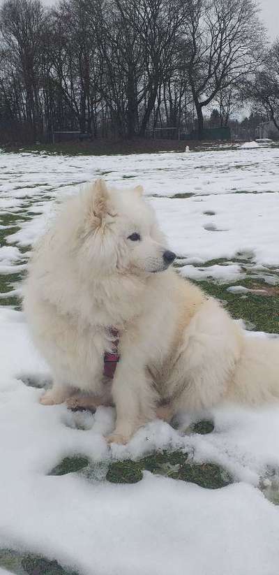 Würdet ihr euch die gleiche Rasse wiederkaufen?-Beitrag-Bild