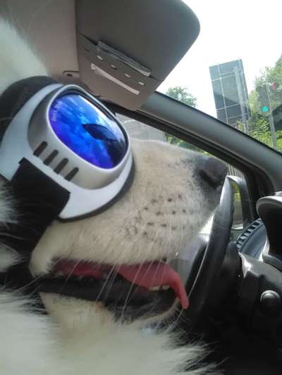 Foto Challenge Thema "Hunde im Auto"-Beitrag-Bild