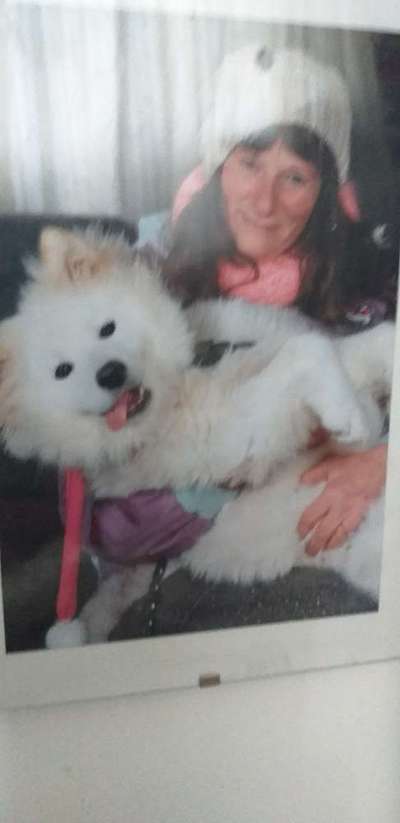 Samojede-Beitrag-Bild