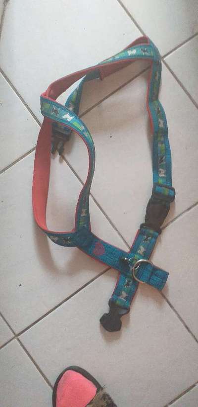 Samojede-Beitrag-Bild