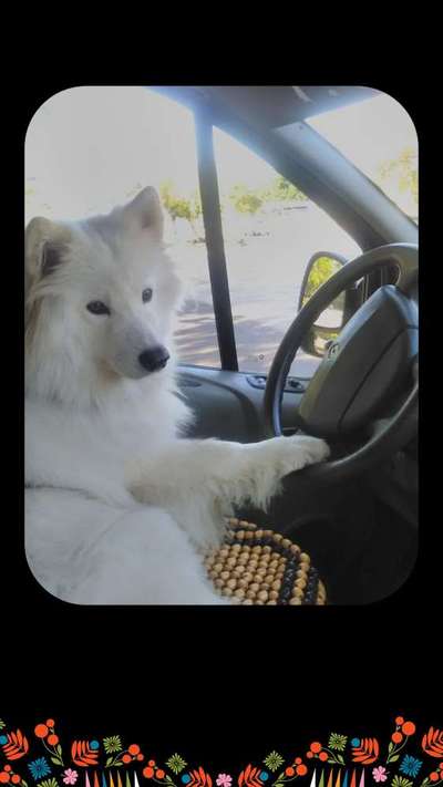 149. Foto Challenge: Wer ist hier der Boss!-Beitrag-Bild