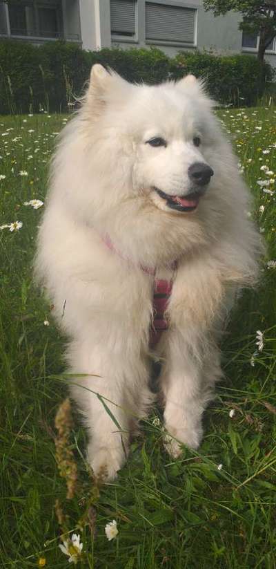 Samojede-Beitrag-Bild