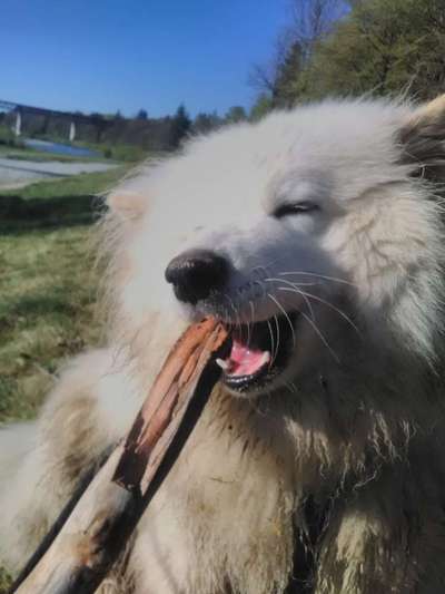 Hunde Porträt (Portrait) Galerie....-Beitrag-Bild