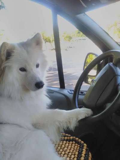 Samojede-Beitrag-Bild