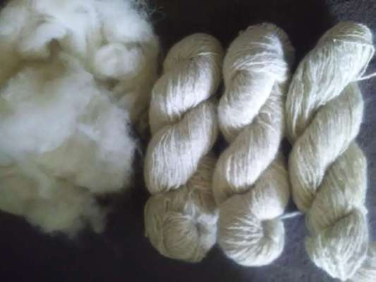 Samojede-Beitrag-Bild