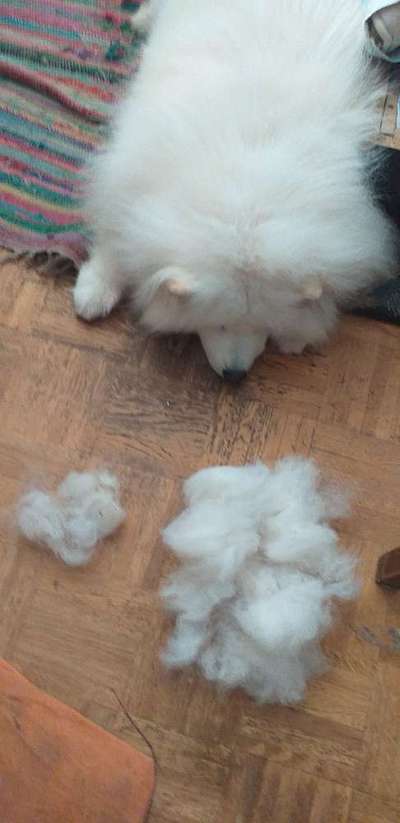 Samojede-Beitrag-Bild