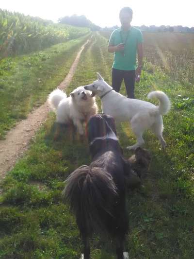 Fotowettbewerb : Hundekommunikation-Beitrag-Bild